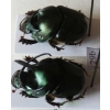 Onthophagus mouhoti Harold, 1875 pair Thailand29b
